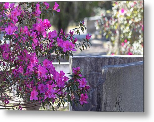 Azalea Metal Print featuring the photograph Azaleas in Bloom by Kim Hojnacki