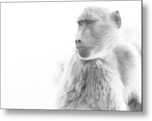 Baboon Metal Print featuring the photograph Baboon by Jose Vazquez