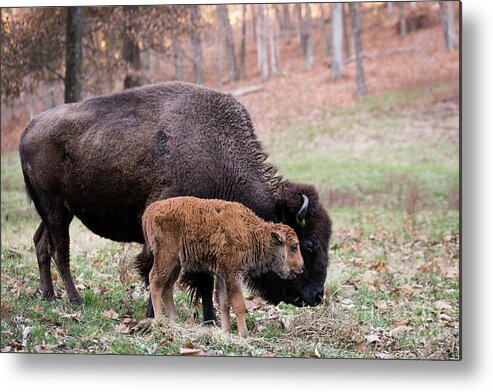 Bison Metal Print featuring the photograph Baby Bison by Andrea Silies