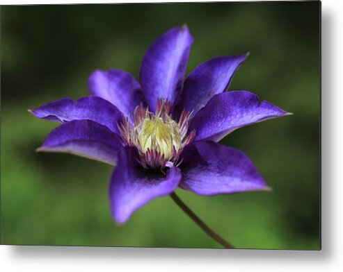 Abundant Metal Print featuring the photograph Baby Bloom Clematis by Tammy Pool
