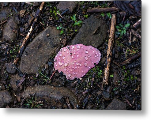 Magenta Metal Print featuring the photograph Baby Blue Gum leaf by Anthony Davey