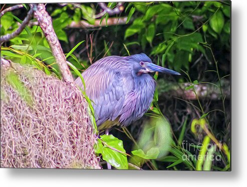 Nature Metal Print featuring the digital art Baby Great Blue Heron - TWO by DB Hayes
