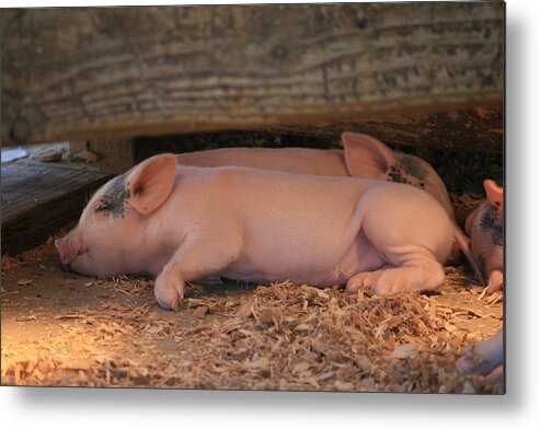 California Metal Print featuring the photograph Baby Piglets by Kathleen Scanlan