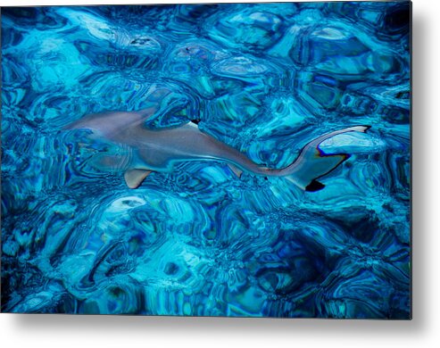 Nature Metal Print featuring the photograph Baby Shark in the Turquoise Water. Production by Nature by Jenny Rainbow