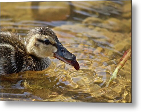 Birds Metal Print featuring the photograph Baby Teal by Diana Hatcher