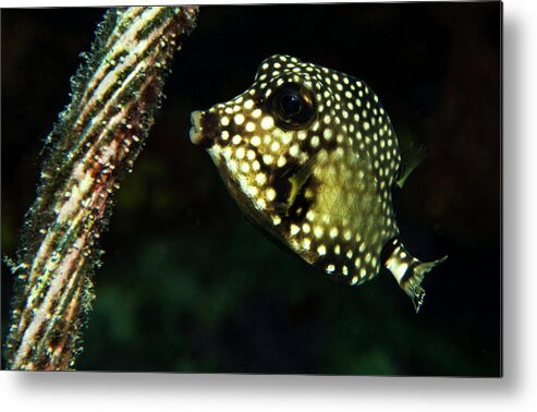 Bonaire Metal Print featuring the photograph Baby Trunk Fish by Jean Noren