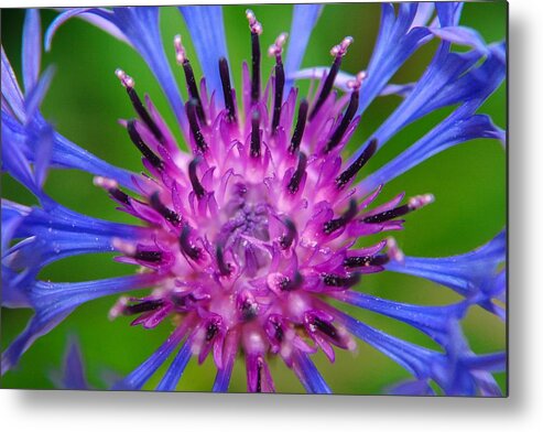 Bachelor Button Metal Print featuring the photograph Bachelor Button by Barbara Knowles