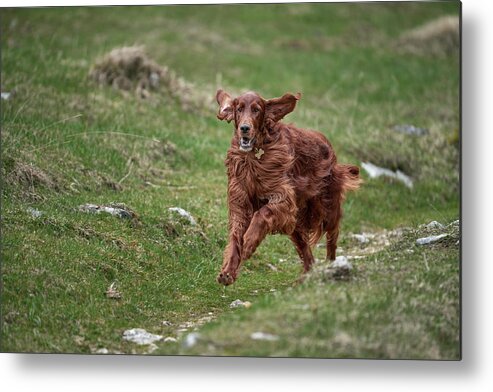 Dog Metal Print featuring the photograph Back in game by Robert Krajnc