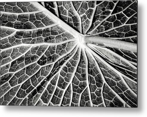 Flowers Metal Print featuring the photograph Back of a Water Lily Pad by Don Johnson