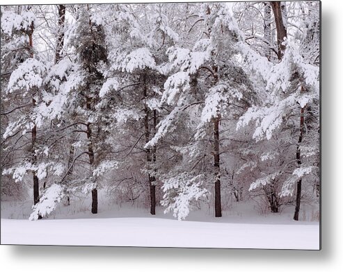 Trees Metal Print featuring the photograph Backyard Trees by Don Nieman