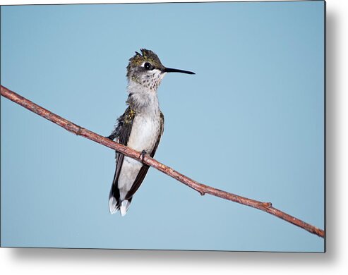Ruby-throated Hummingbird; Archilochus Colubris; Ruby-throated Hummingbirds; Hummingbird; Male; Bird; Avian; Ornithology; Photograph Metal Print featuring the photograph Bad Feather Day by Betty LaRue
