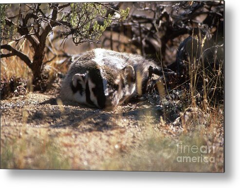 Badger Metal Print featuring the photograph Badger by Edward R Wisell