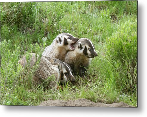 Mark Miller Photos Metal Print featuring the photograph Badger Family by Mark Miller