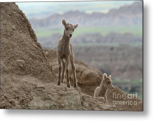 Big Horn Metal Print featuring the photograph Badlands Dynamic Duo by Adam Jewell