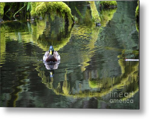 Duck Metal Print featuring the photograph Bainbridge Duck by Bob Senesac