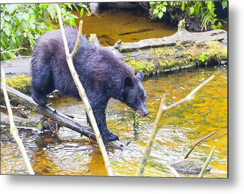 Wildlife. Black Bear Metal Print featuring the photograph Balancing Act by Harold Piskiel