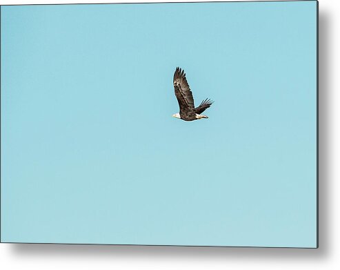Bird Metal Print featuring the photograph Bald Eagle Flying by Catherine Lau