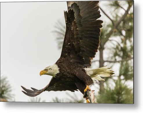 California Metal Print featuring the photograph Bald Eagle Flying With Fish by Marc Crumpler