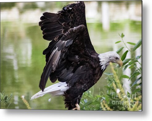 Bald Eagle Metal Print featuring the photograph Bald Eagle Lifting Off by Suzanne Luft