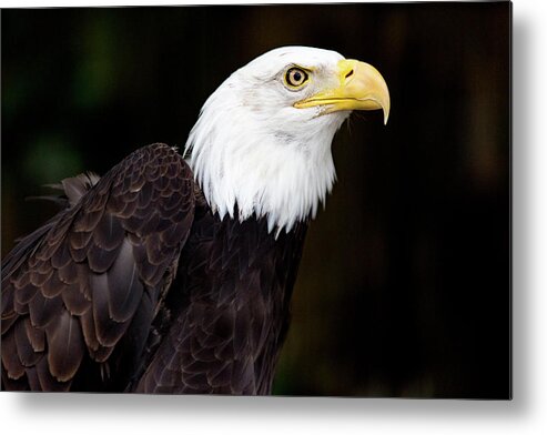 The Animal Metal Print featuring the digital art Bald Eagle - PNW by Birdly Canada
