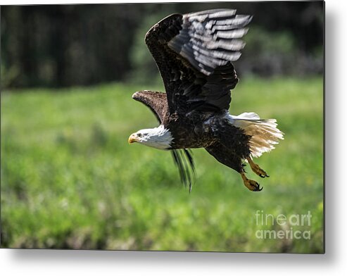 Bald Eagle Metal Print featuring the photograph Bald Eagle-3372 by Steve Somerville