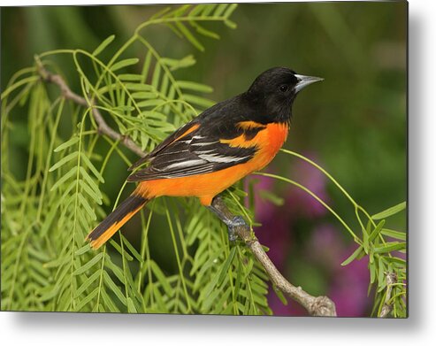 Mp Metal Print featuring the photograph Baltimore Oriole Icterus Galbula Male by Tom Vezo