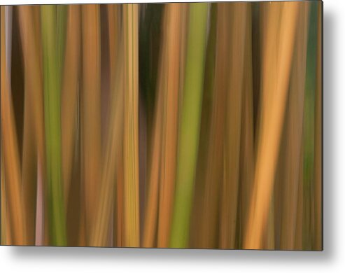 Bamboo Trees Abstract Gardens Plants Metal Print featuring the photograph Bamboo Abstract by Carolyn D'Alessandro