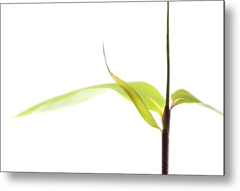 Minimalism Metal Print featuring the photograph Bamboo Meditation 1 by Carol Leigh