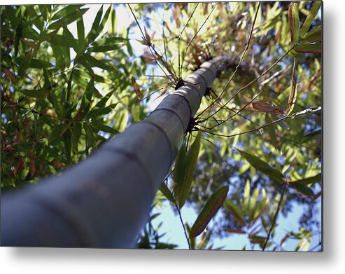 Bamboo Metal Print featuring the photograph Bamboo by Robert Meanor