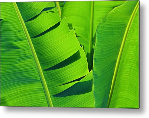 Banana Metal Print featuring the photograph Banana Leaves-St Lucia by Chester Williams