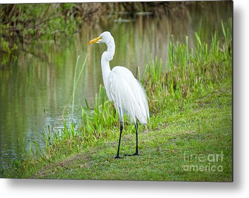 Birds Metal Print featuring the photograph Banking On It by Judy Kay
