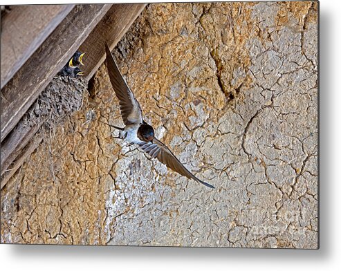 Adult Metal Print featuring the photograph Barn Swallow Hirundo Rustica by Gerard Lacz