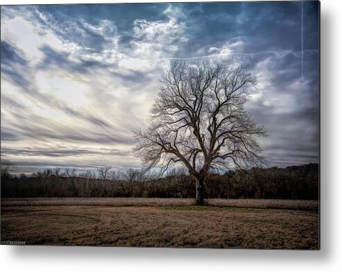Tree Metal Print featuring the photograph Baron Tree of Winter by G Lamar Yancy