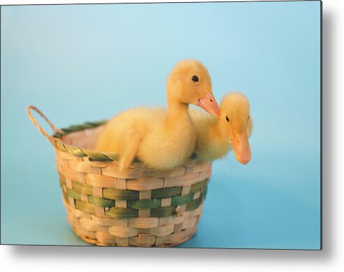 Andrew Pacheco Metal Print featuring the photograph Basket of Fun by Andrew Pacheco