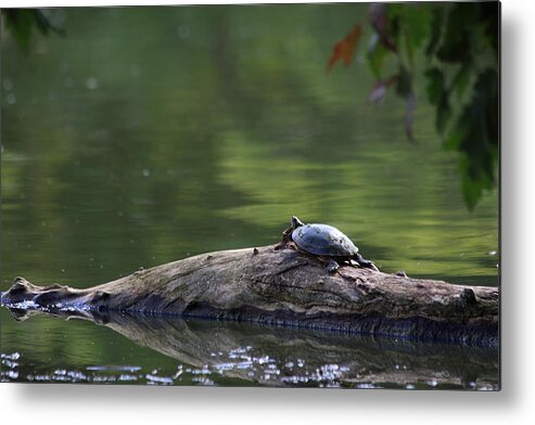 Turtle Metal Print featuring the photograph Basking Turtle by Lyle Hatch