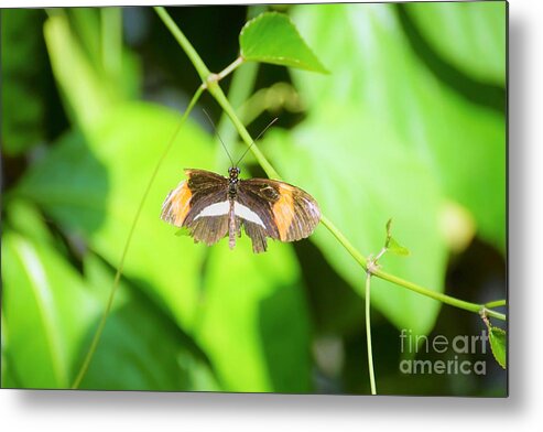 Cleveland Ohio Butterfly Metal Print featuring the photograph Battle-worn Survivor by Merle Grenz