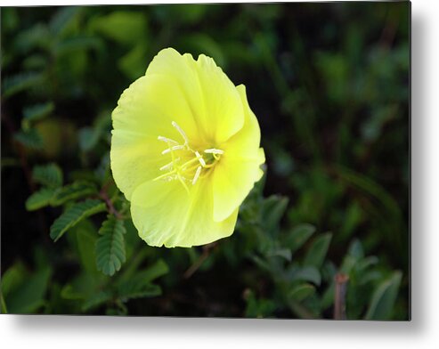  Metal Print featuring the photograph Beach Flower by Judy Wright Lott