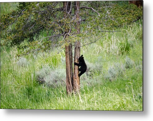 Animals Metal Print featuring the photograph Bear cub in tree by Crystal Wightman