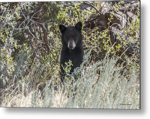 Black Bear Metal Print featuring the photograph Bear Cub Looking For Mom by Stephen Johnson