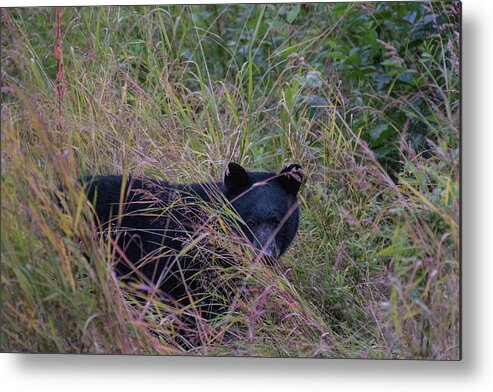 Black Bear Metal Print featuring the photograph Bear in the Bush by David Kirby