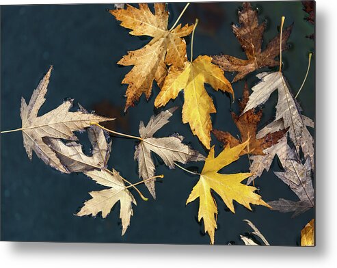 Fall Metal Print featuring the photograph Beauties Of the Autumn by Jonathan Nguyen