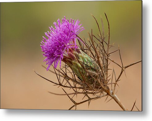 Flower Metal Print featuring the photograph Beautiful Distaff-thistle by Yuri Peress