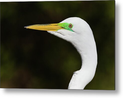 Ardea Alba Metal Print featuring the photograph Beautiful Green Lores by Dawn Currie