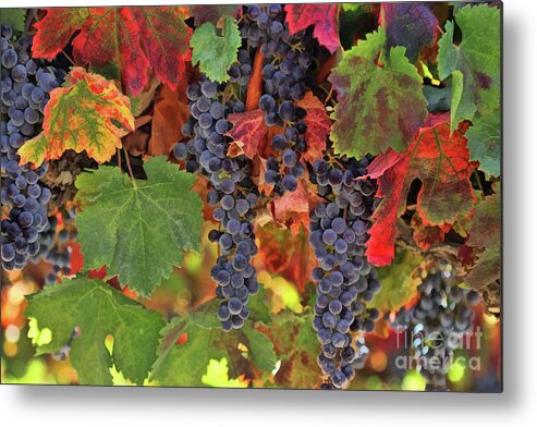 Wine Metal Print featuring the photograph Beautiful Harvest Vineyard by Stephanie Laird