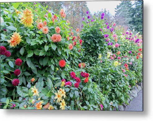 Outdoor Metal Print featuring the photograph Beautiful lot of dahlias,Butchart gardens,Victoria,Canada by Andrew Kim
