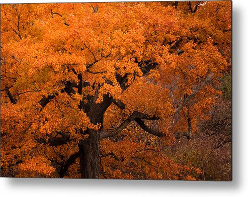 Gold Metal Print featuring the photograph Beautiful orange tree on a fall day by Joni Eskridge