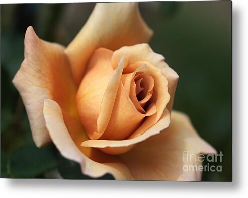 Rosa Julias Rose Metal Print featuring the photograph Beautiful Rose in Orange and Coffee by Joy Watson
