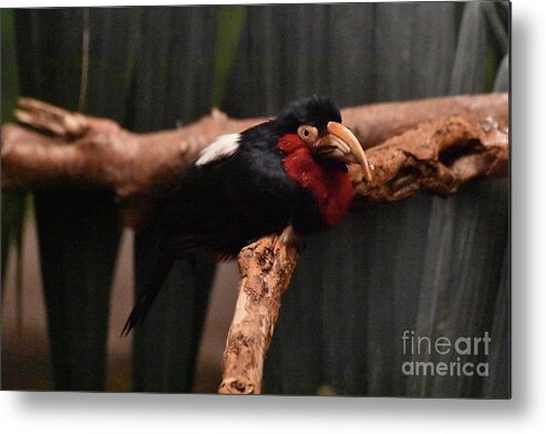 Bird Metal Print featuring the photograph Beautiful Tropical Black and Red Bird on a Tree by DejaVu Designs