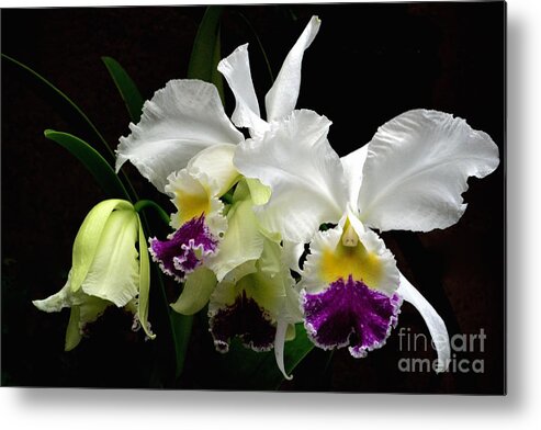 Anniversaries Metal Print featuring the photograph Beautiful White Orchids by Jeannie Rhode