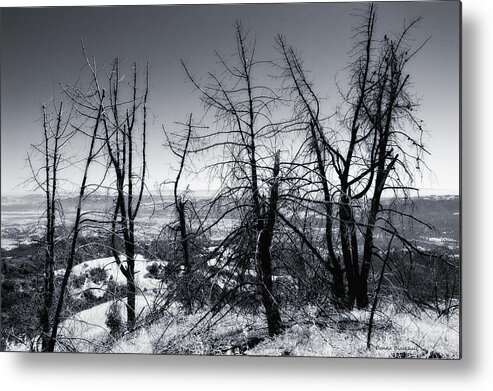 Fire Metal Print featuring the photograph Beauty Beyond The Fire by Donna Blackhall